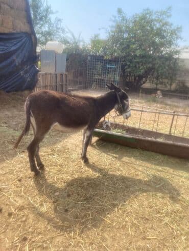 племенные коровы: Осёл (домашний) - Пол: визуально самка (по фото — округлый круп — 3