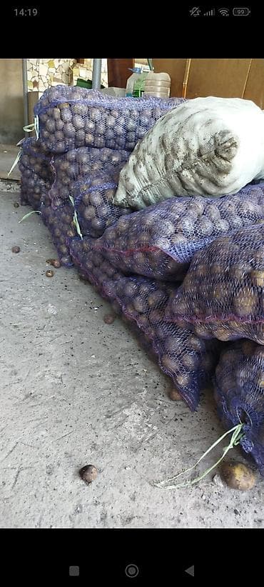 стол с диваном: Картошка Оптом — 1