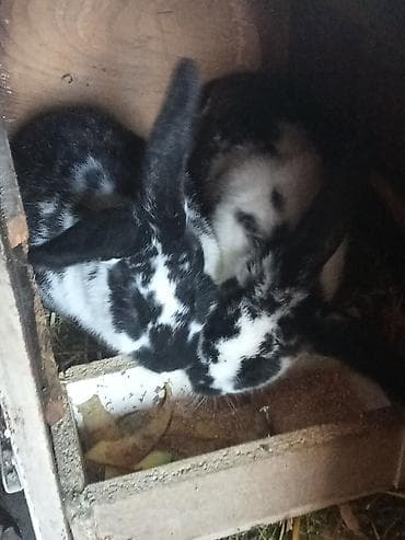 кролик ош: Продаю | Крольчата | Для разведения — 8