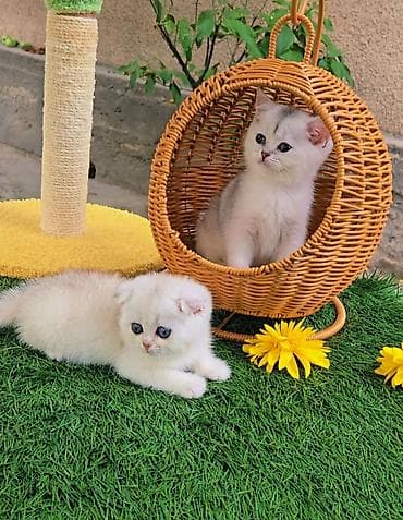 Животные: Предлагаем чистопородных малышей. Шотландские котята — 7
