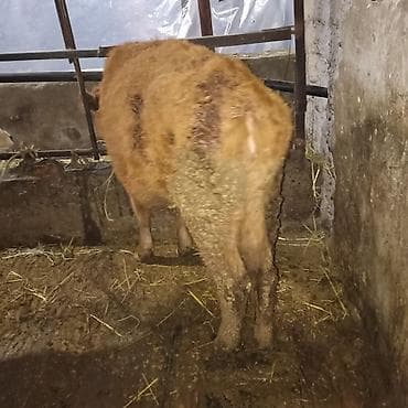 утята суточные: Продаю | Тёлка — 7