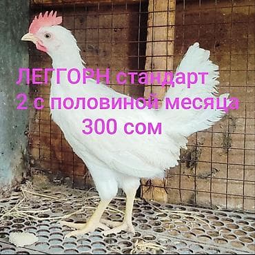 Үй жаныбарлары: Сатам | Короздор | Леггорн | Көбөйтүү үчүн — 1