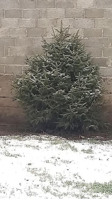 Садовая мебель: Ель голубая (Picea pungens), взрослое сформированное дерево для — 4
