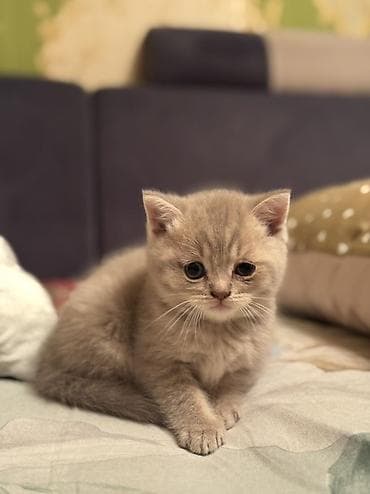 кошка породы мейн кун: Шотландские котята (скоттиш-фолд и скоттиш-страйт) - Порода — 8