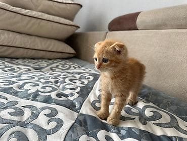 шотландский кот: Скотиш Фолд (Шотландская вислоухая), 2 месяца, Девочка, Рыжий, Приучена к лотку — 3