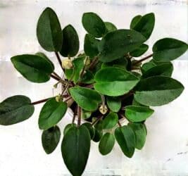 превосходный сорт яблок: В продаже трейлерные (ампельные и кустовые)фиалки: детки, стартеры(от — 23