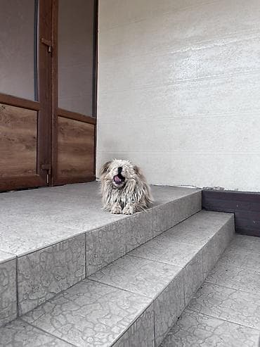 Ветеринар кызматы: Найден пес породы Пекинес в районе Кара-Жыгач. Собака без ошейника — 3