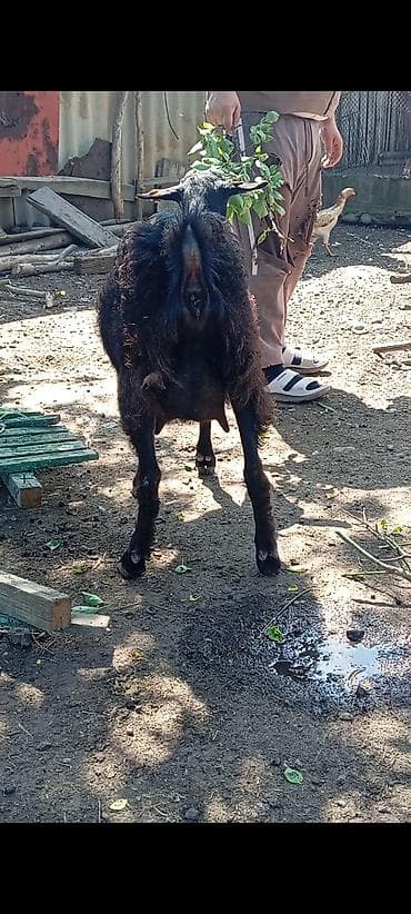 кукуруза красная речка: Продаю | Коза (самка) | Для молока | Племенные — 3
