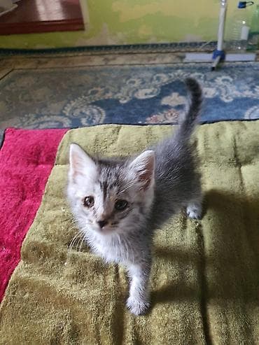 Отдам даром кошку: Кошка даром: Беспородная, Мальчик — 2