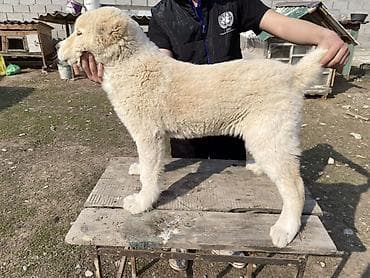 алабай купить щенка: Щенок породы среднеазиатская овчарка (Алабай), светло-кремовый окрас — 2