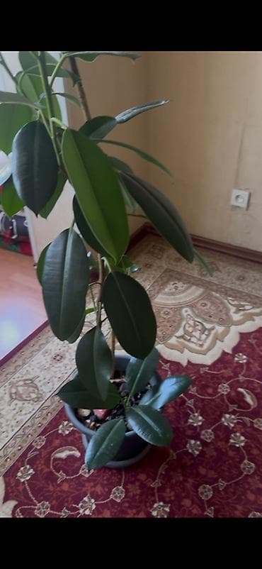 Фикус эластика (Ficus elastica, каучуконосный) в горшке. - Высокое