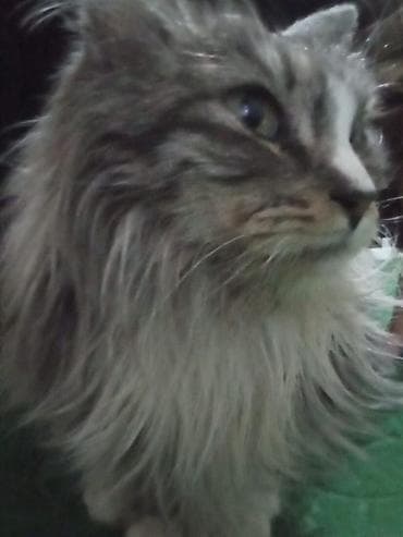 Пушистая длинношерстная кошка серо-белого окраса. Мягкая густая шерсть