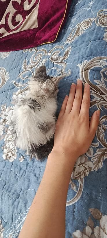 Кошка даром: Беспородная, 1 месяц, Мальчик, Приучена к лотку