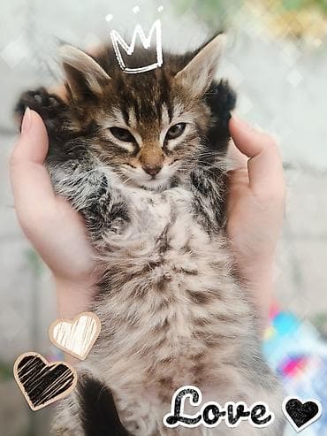 fermer kg: Срочно ищем дом для котят! Четыре милых котенка (3 мальчика и 1 — 5