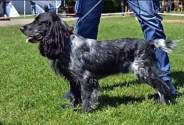 куплю фазан: Спаниель, 2 года, Самка, С прививкой — 1