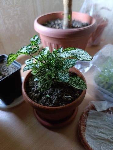Бөлмө өсүмдүктөрү: Гипоэстес (Hypoestes phyllostachya) «пятнистый» в горшке,есть белый — 2