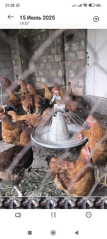 меняю на кур: Продаю СВЕЖИЕ инкубационные яйца Кучинские юбилейный мясо яичного — 4