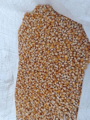 кукуруза месный: Кукуруза попкорн — 1