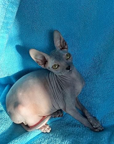 купить бурманскую кошку: Продам котят донского сфинкса, девочку черепахового окраса и мальчика — 2