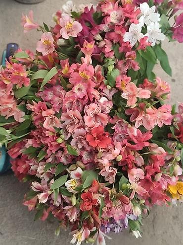 цветы дешево: Альстромерия свежая Ыссык-Кульская Цена договорная Букет . В букете — 1