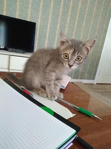 scottish fold: Кошка даром: Беспородная, 2 месяца, Девочка, Приучена к лотку, Проглистована — 4