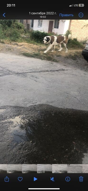 сколько стоит овчарка щенок: Меняю на Индюков Американский Сенбернар чистокровный Добрый умный — 12