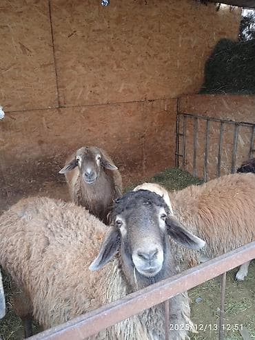 кошки джалал абад: Продаю | Баран (самец) — 1