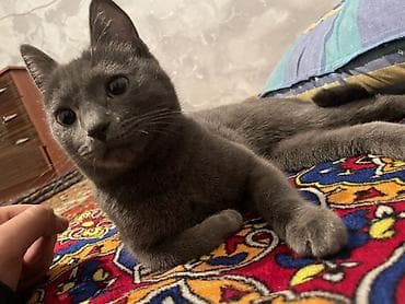 хорек купить: Кошка даром: Русская голубая, 5 месяцев, Девочка — 1