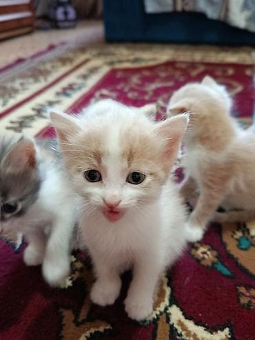 музо алам: Котята два прекрасных мальчика Рыженькие с белым. Шустрые игривые — 2