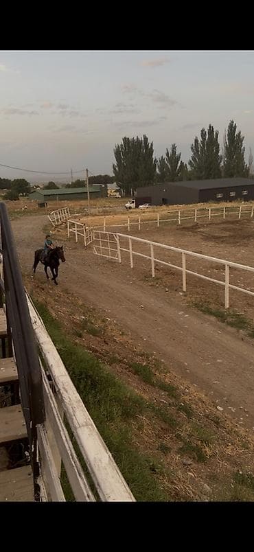Животные: Продаю | Жеребец | Полукровка | Рабочий, Конный спорт | Мерин — 5