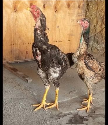 Продаю | Куры | Бойцовая | Для разведения