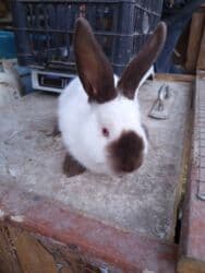 дом кошек: Сатам | Эркек коен — 3