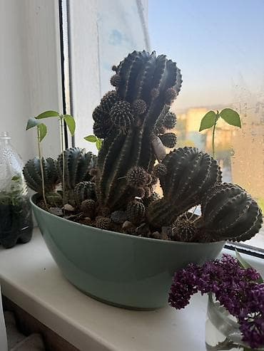 Большая композиция из кактусов в овальном кашпо. - Вид: эхинопсис