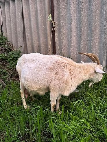 Продаю | Коза (самка) | Для молока