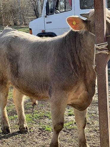 тай сатам: Сатам | Бука (эркек) | Швиц | Бордоп семиртүү үчүн | Байланган — 6