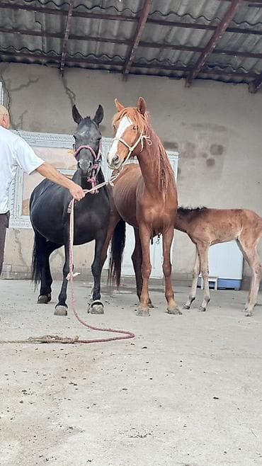 Продаю | Кобыла (самка) | Для разведения | Племенные