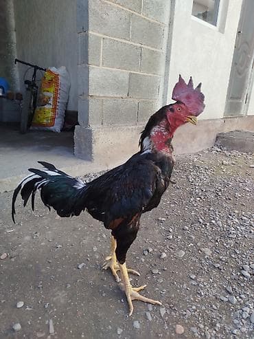 яйцо индюка цена: Дакан короздор сатылат активный алмашу жолдору бар жемге жугоруго — 2