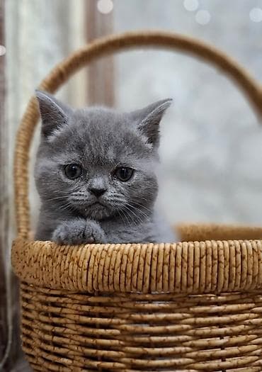 купить кошку в бишкеке: Шотландские вислоухие котята, окрас голубой (blue). - Плотная — 10