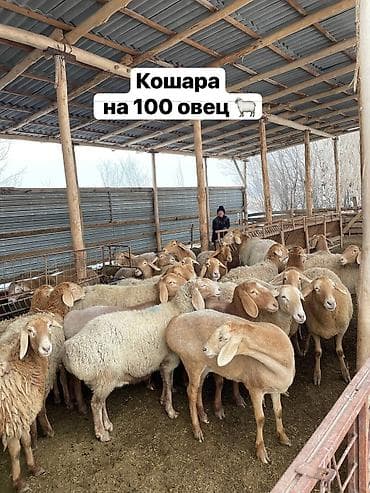 бокс сдаю: Ферма КРС, 1000 соток, Действующий, С оборудованием, Электричество, Отопление, Скважина — 8