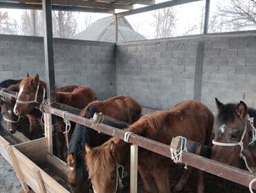 коне корсе: Продаю | Жеребенок | Для разведения | Осеменитель — 5