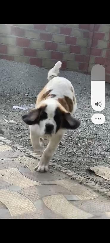 жан жаныбарлар: Сенбернар, 3 жаш, Эркек — 1