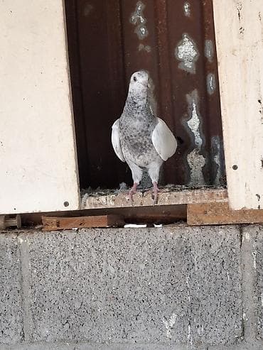 Голуби домашние, декоративно-летные породы, разного окраса. Описание