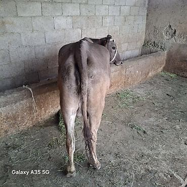 ит мышык: Сатам | Уй (ургаачы) | Швиц | Сүт алуу үчүн | Байланган — 1