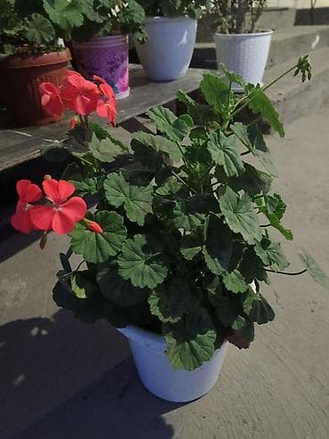 драконий фрукт: Продаю комнатные цветы. Цены разные — 8