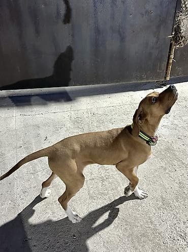 тез арада: Продаю щенка английского пойнтера. Возраст 5 месяцев Получил все — 4