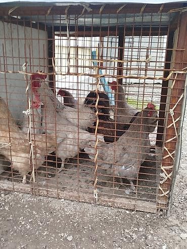 купить ротвейлера в бишкеке: Продаю | Петух — 5