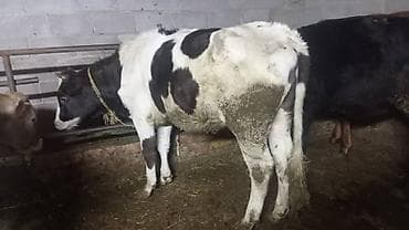 кунажын: Сатам | Уй (ургаачы), Бука (эркек), Кунаажын | Голштин, Алатоолук, Швиц | Союуга, Көбөйтүү үчүн, Бордоп семиртүү үчүн | Кысыр, Музоологондон кийин, Асыл тукумдуу — 1