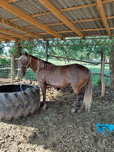 голуби птицы животный: Продаю | Кобыла (самка) | Рабочий — 6