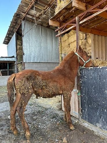 Собаки: Продаю | Жеребец | Рабочий — 5