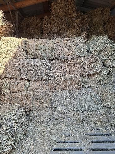хомяк в бишкеке: Продаётся сено в тюках клевер первый укус сухой,без доставки сами — 1